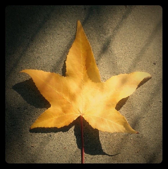 Meet your Posher, Zoe! - Picture 1 of 1